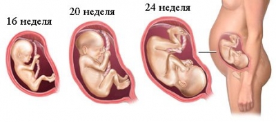 беременность триместры