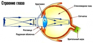 Строение глаза Хрусталик, стекловидное тело и сетчатка